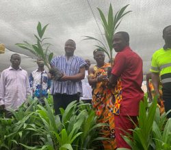 Anglogold Ashanti Obuasi Mine Support Farmers In Adansi With Oil Palm Seedlings Under Their Climate Resilience Oil Palm Project.