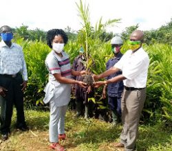 Obuasi East DCE presents 11,500 oil palm seedlings to farmers