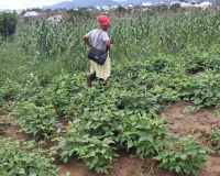 cowpea