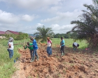 cowpea-2