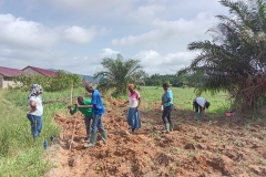 cowpea-2
